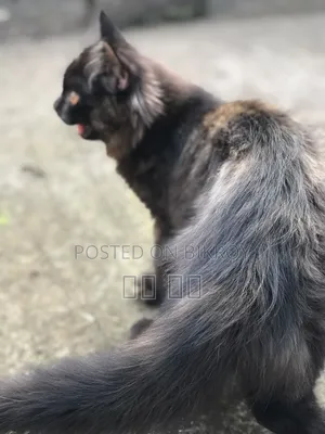1-3 months Female Purebred Persian