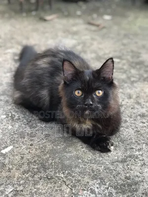 1-3 months Female Purebred Persian