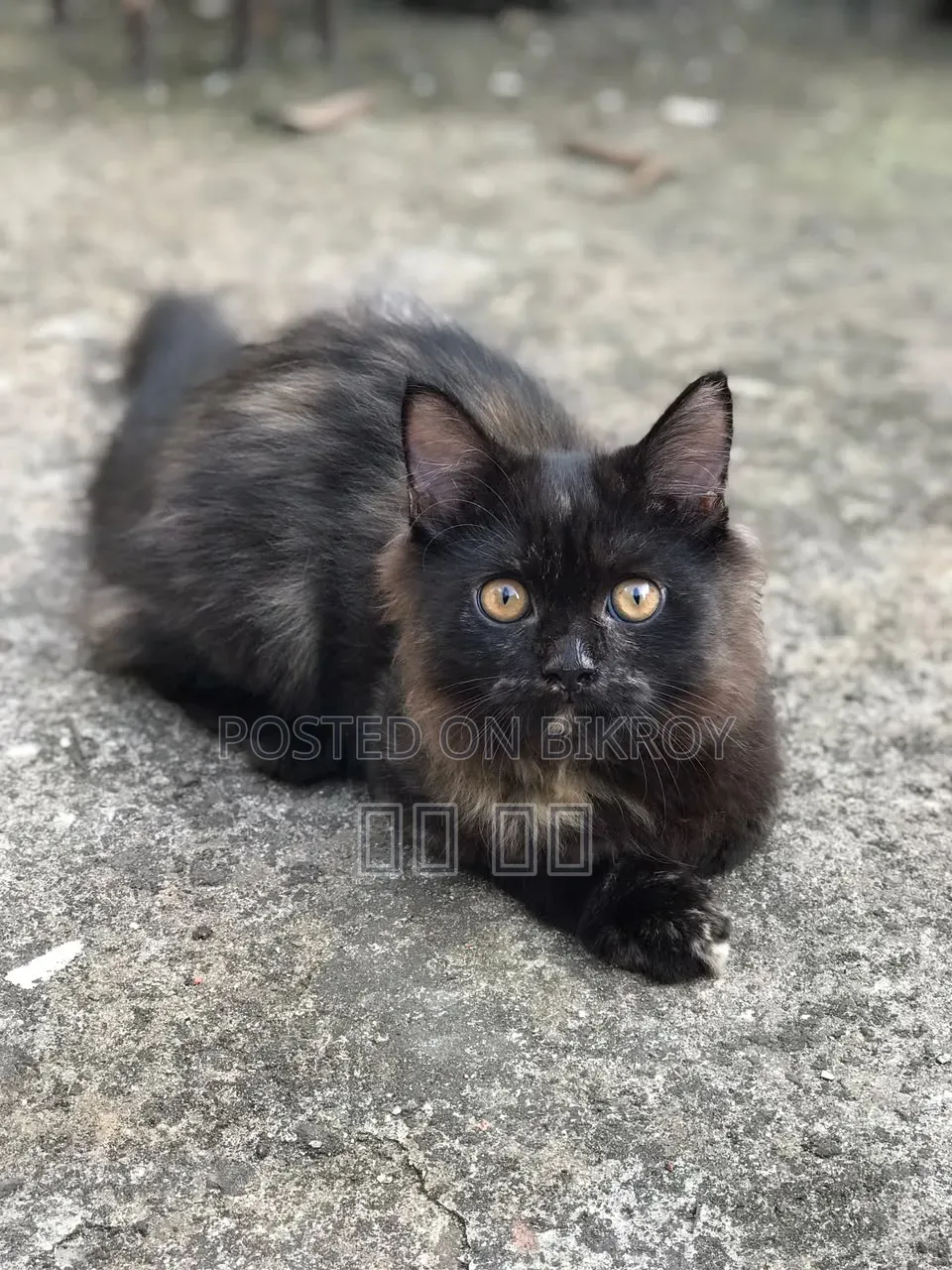 1-3 months Female Purebred Persian