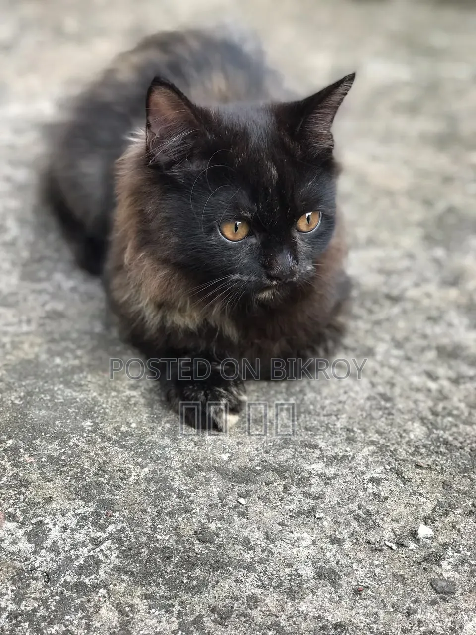 1-3 months Female Purebred Persian