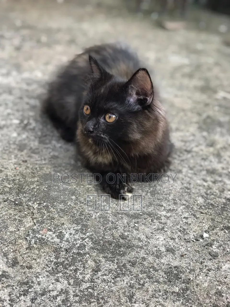 1-3 months Female Purebred Persian