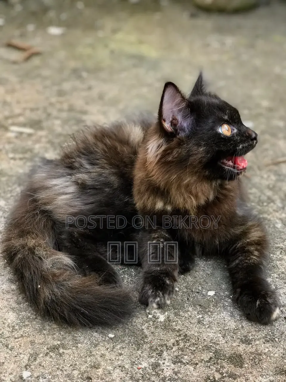1-3 months Female Purebred Persian