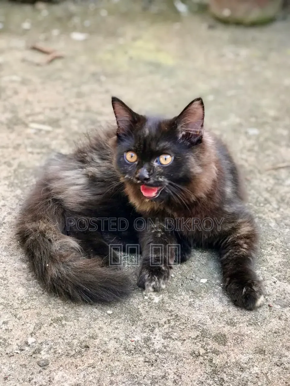 1-3 months Female Purebred Persian