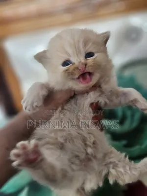 0-1 month Female Purebred Persian