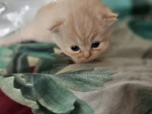 0-1 month Female Purebred Persian