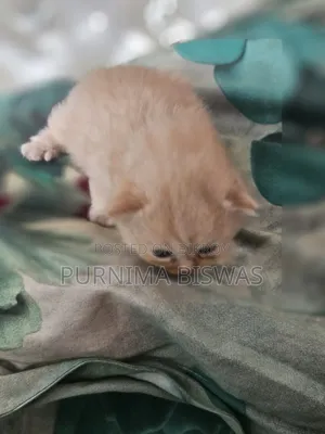 0-1 month Female Purebred Persian