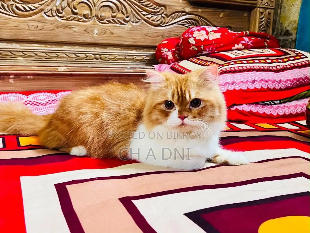 6-12 months Male Mixed Breed Persian