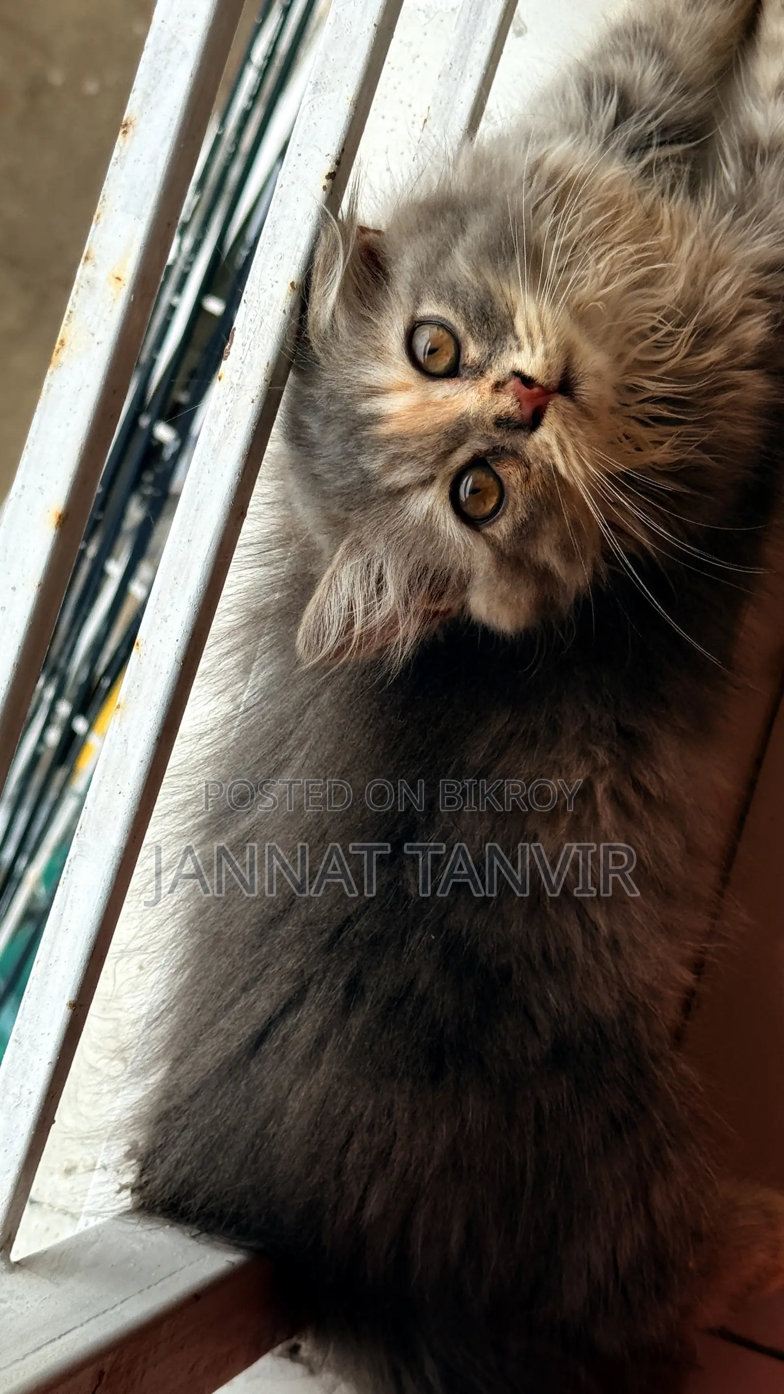 1-3 months Female Purebred Persian