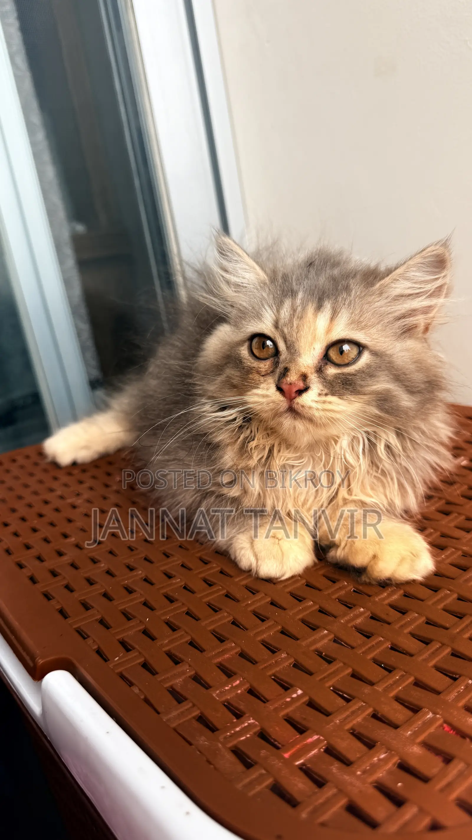 1-3 months Female Purebred Persian