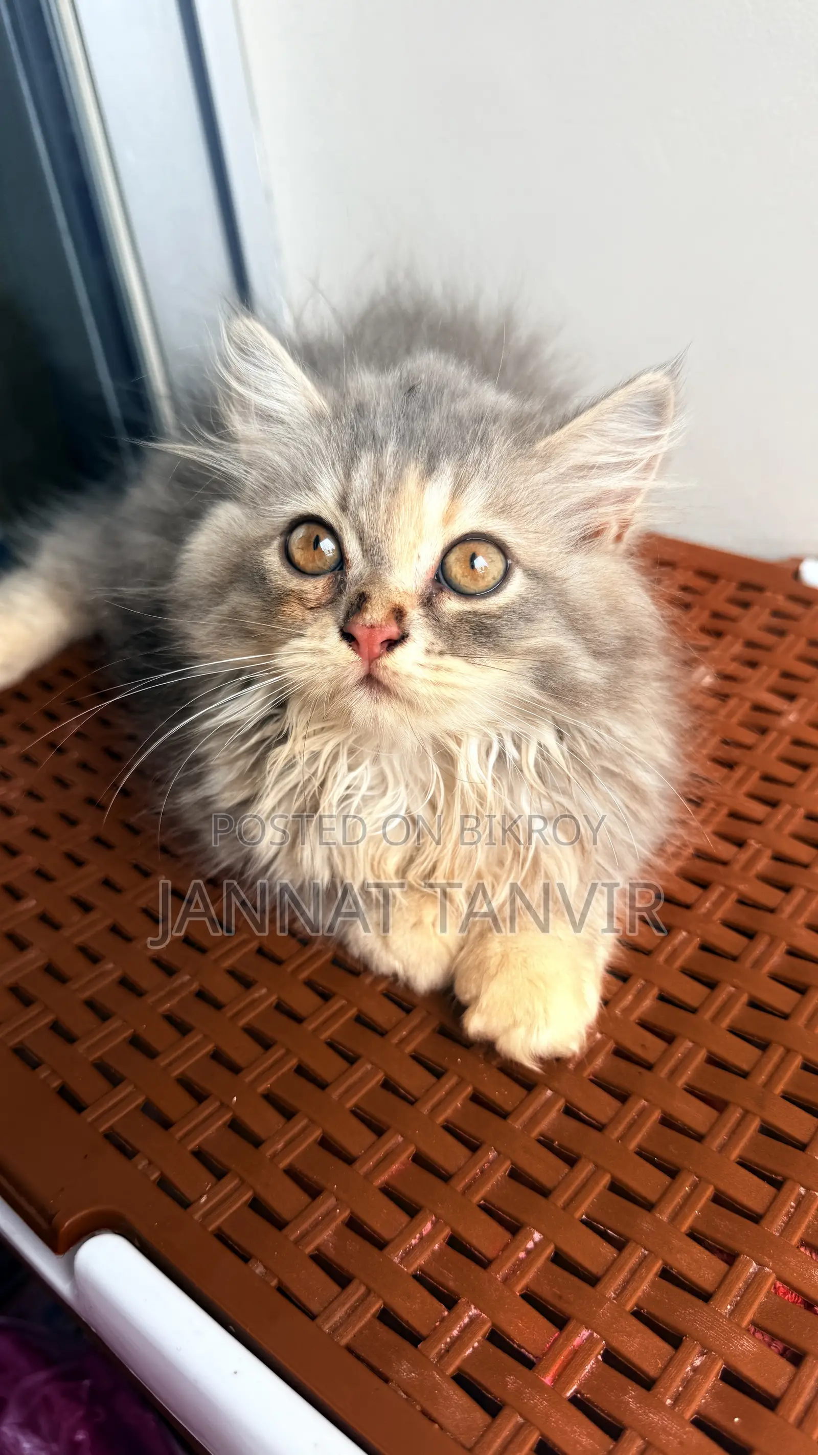 1-3 months Female Purebred Persian
