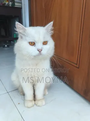 6-12 Months Male Purebred Persian