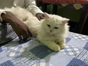 3-6 months Female Purebred Persian