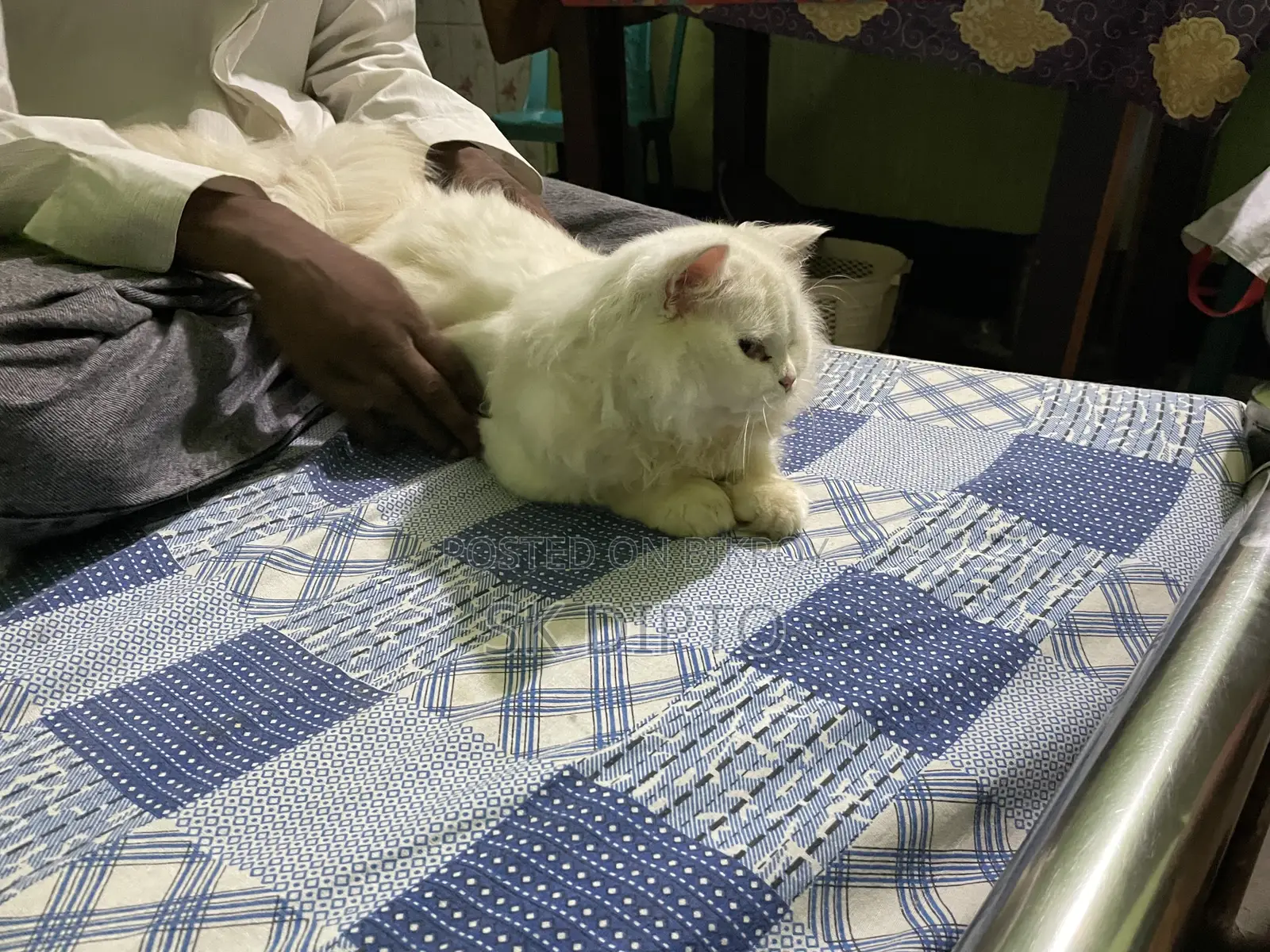 3-6 months Female Purebred Persian
