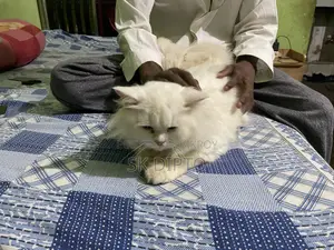 3-6 months Female Purebred Persian