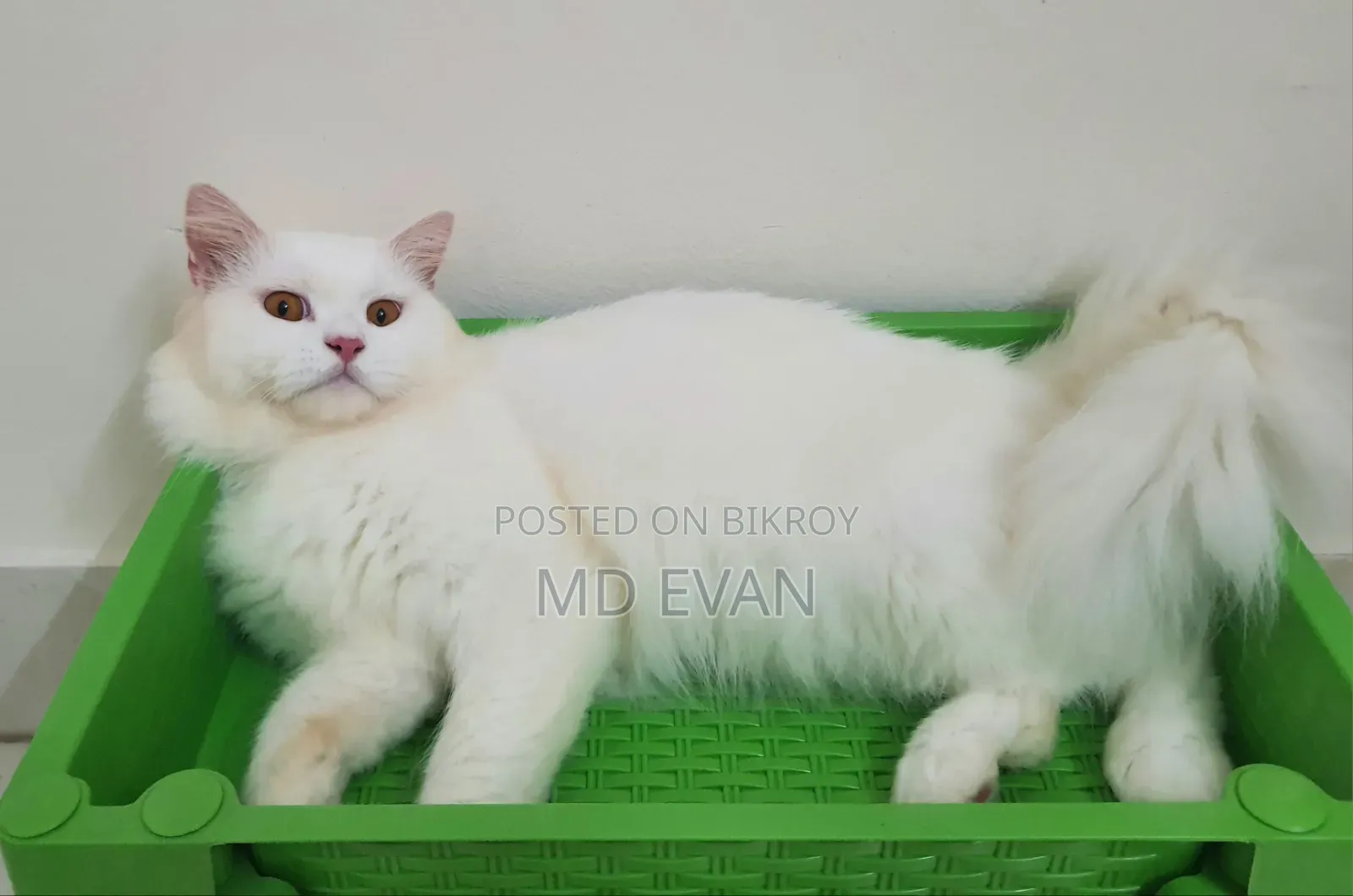 1+ Year Male Purebred Persian