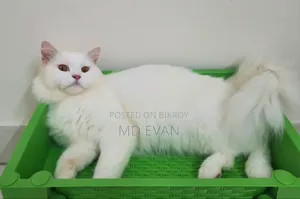 1+ Year Male Purebred Persian