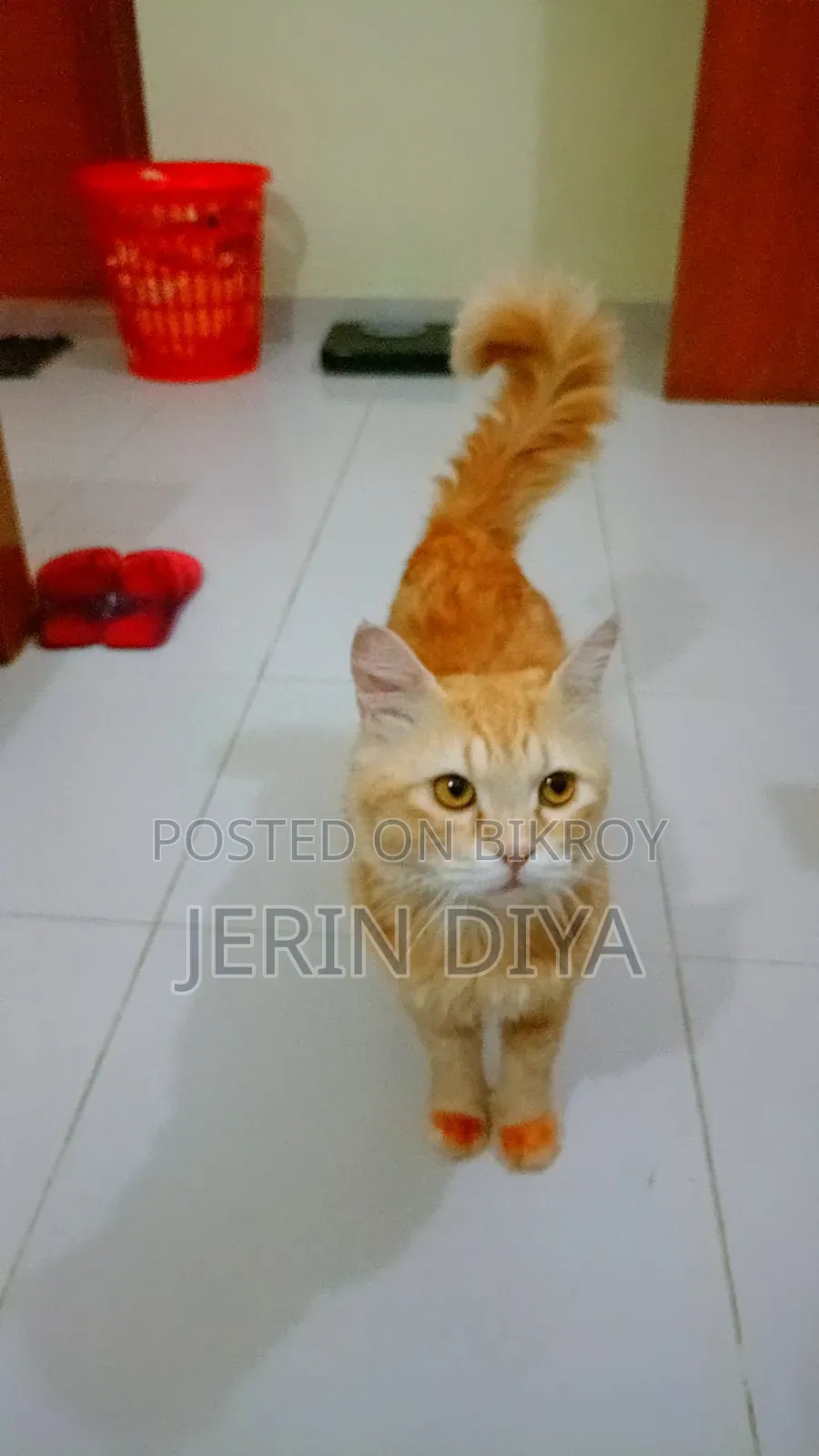 1+ Year Male Purebred Persian