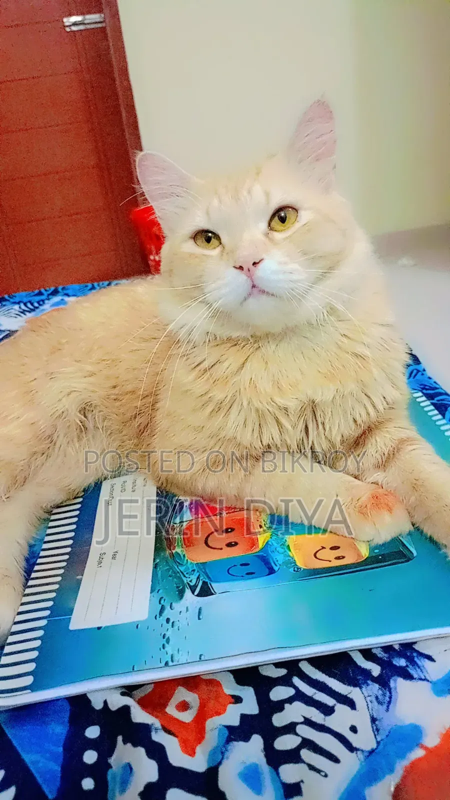 1+ Year Male Purebred Persian