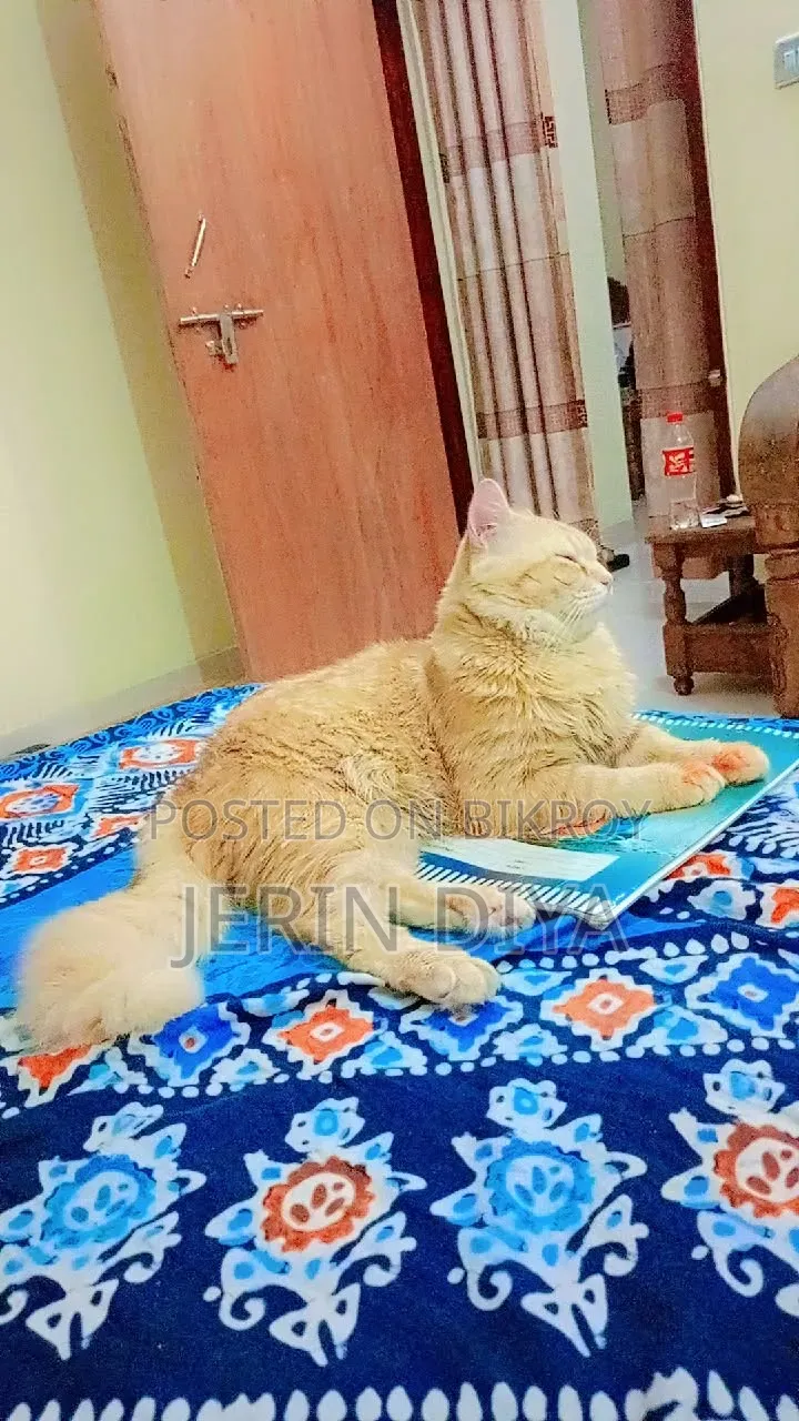 1+ Year Male Purebred Persian
