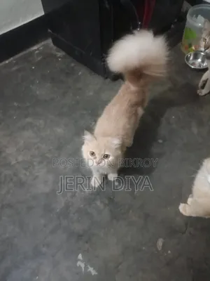 6-12 Months Female Purebred Persian