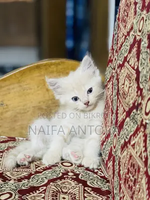 1-3 months Male Mixed Breed Persian