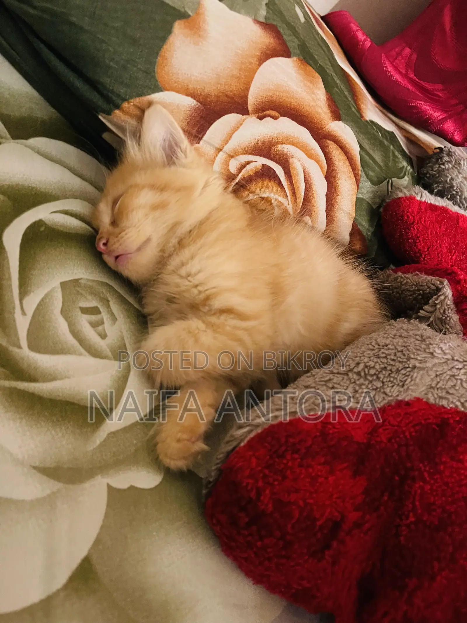 1-3 months Male Mixed Breed Persian