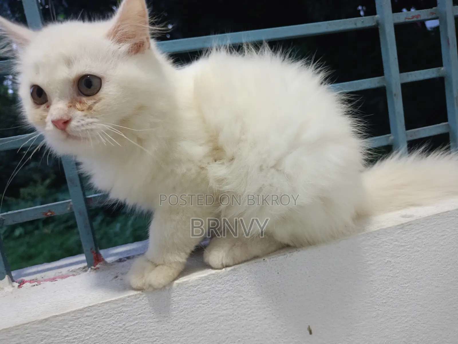 3-6 Months Female Purebred Persian