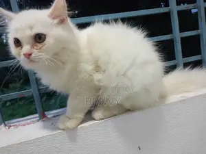 3-6 Months Female Purebred Persian