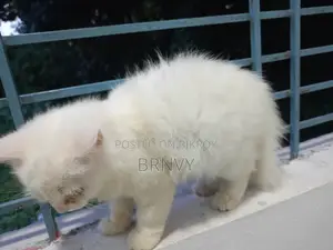3-6 Months Female Purebred Persian