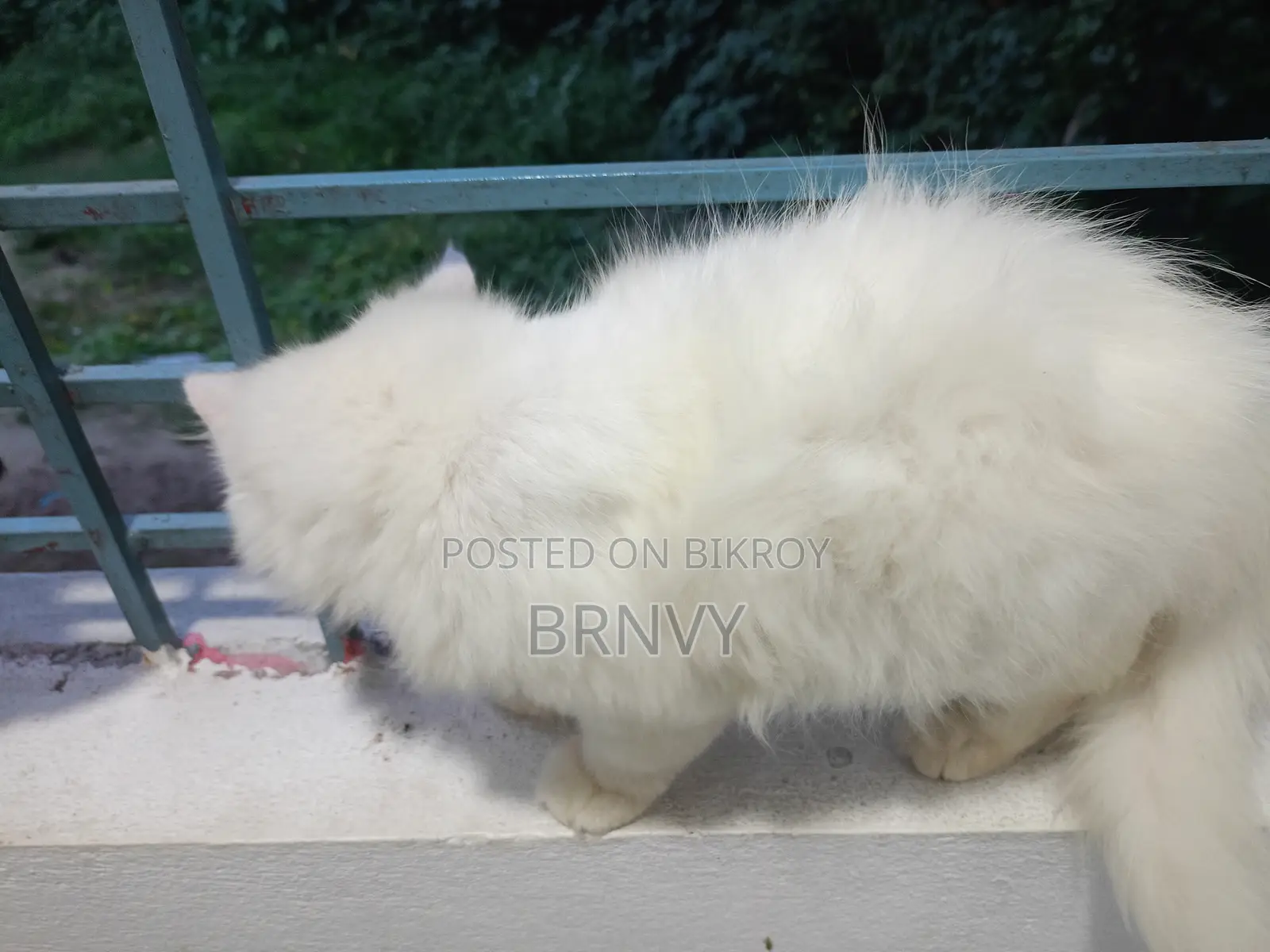 3-6 Months Female Purebred Persian