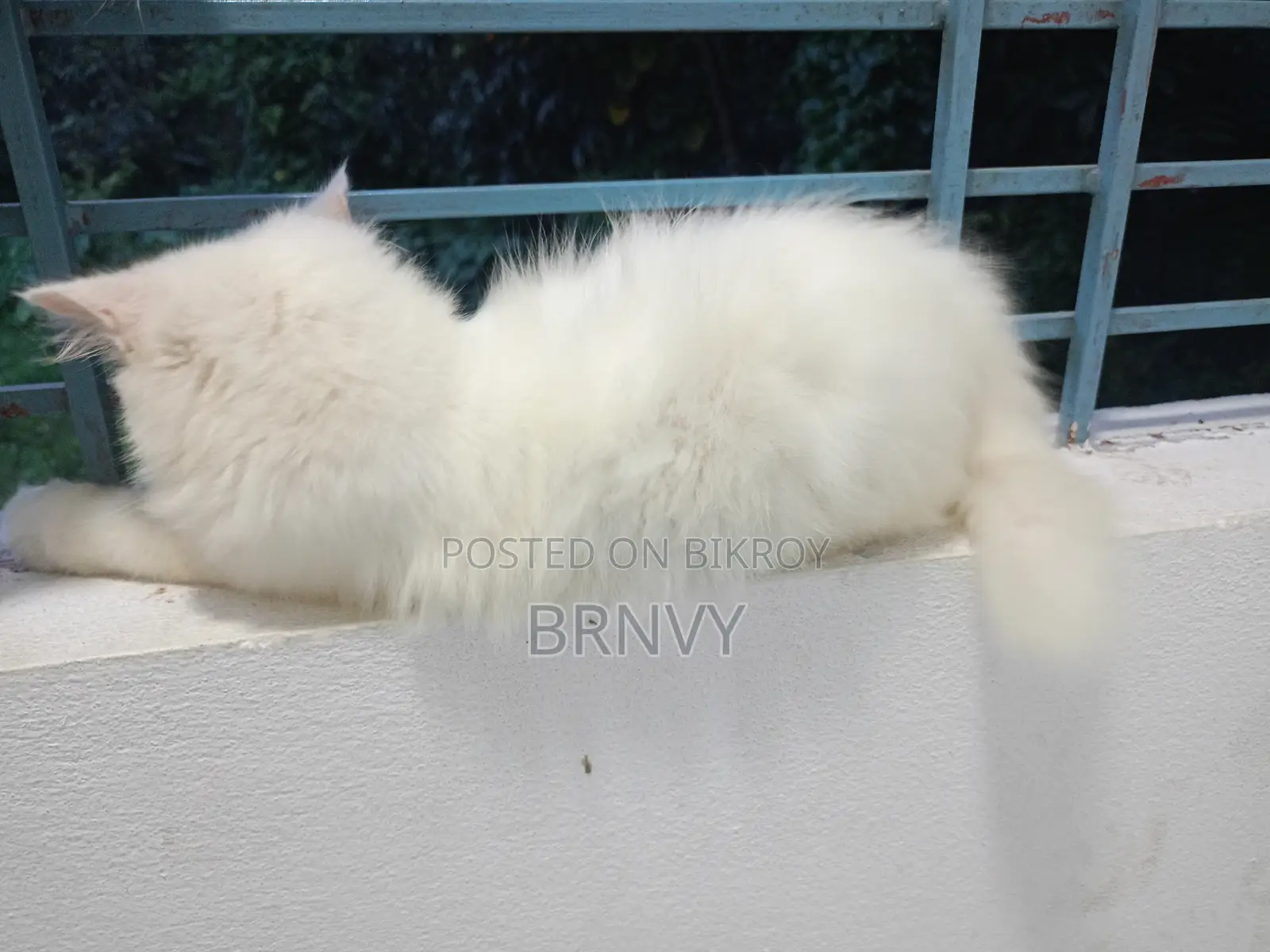 3-6 Months Female Purebred Persian