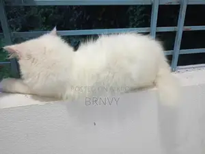 3-6 Months Female Purebred Persian