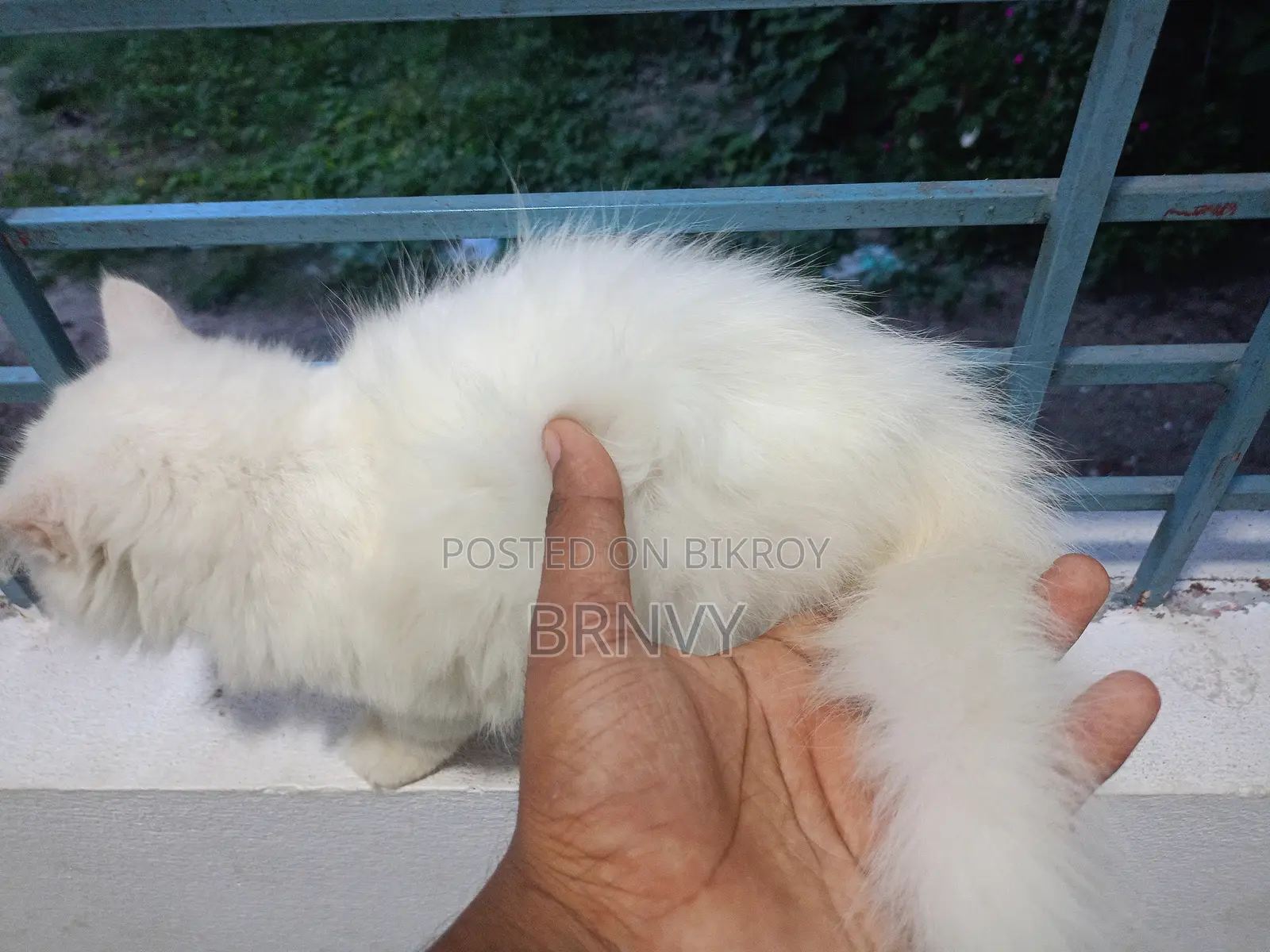 3-6 Months Female Purebred Persian