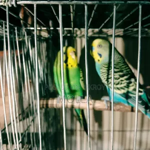 হলুদ মাথা বাজিগর কেস  হাড়ি সহ সেটাপ মাস্টার পেয়ার