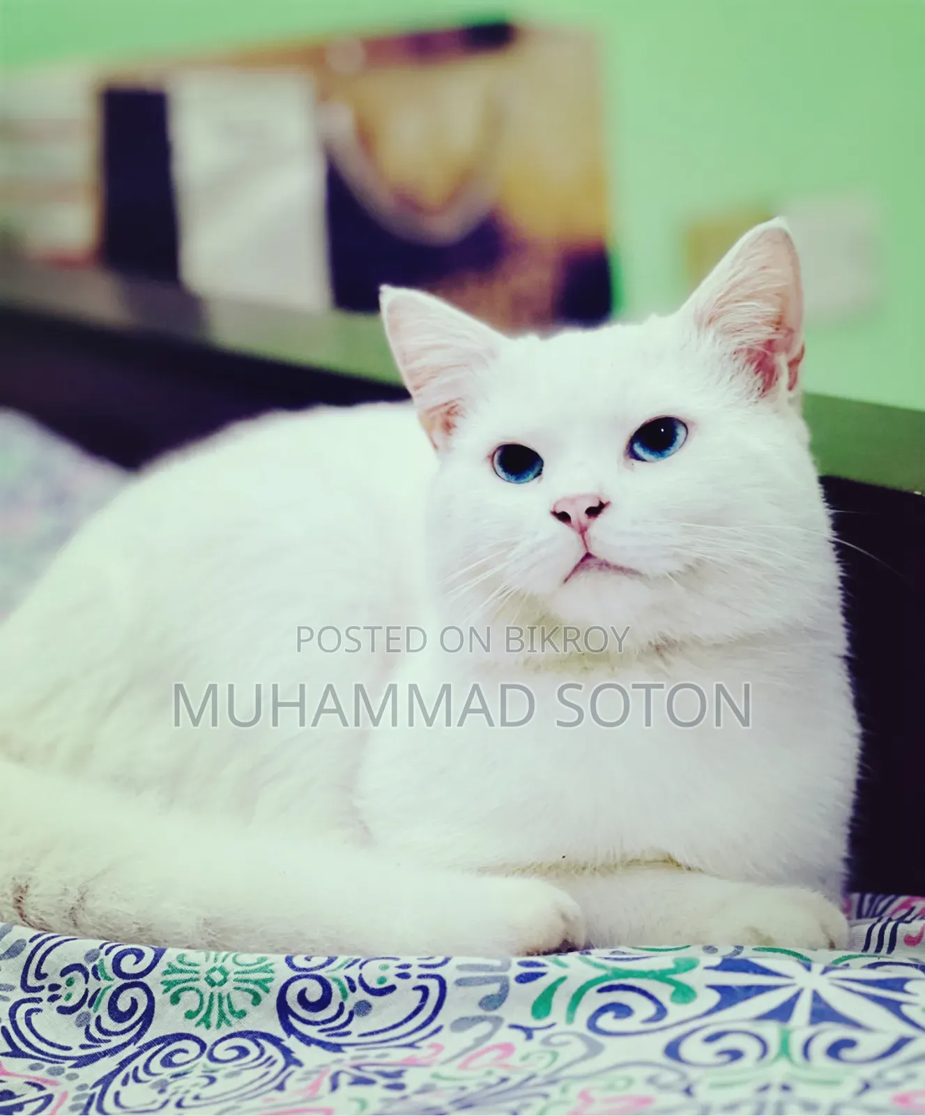 6-12 months Male Mixed Breed Persian