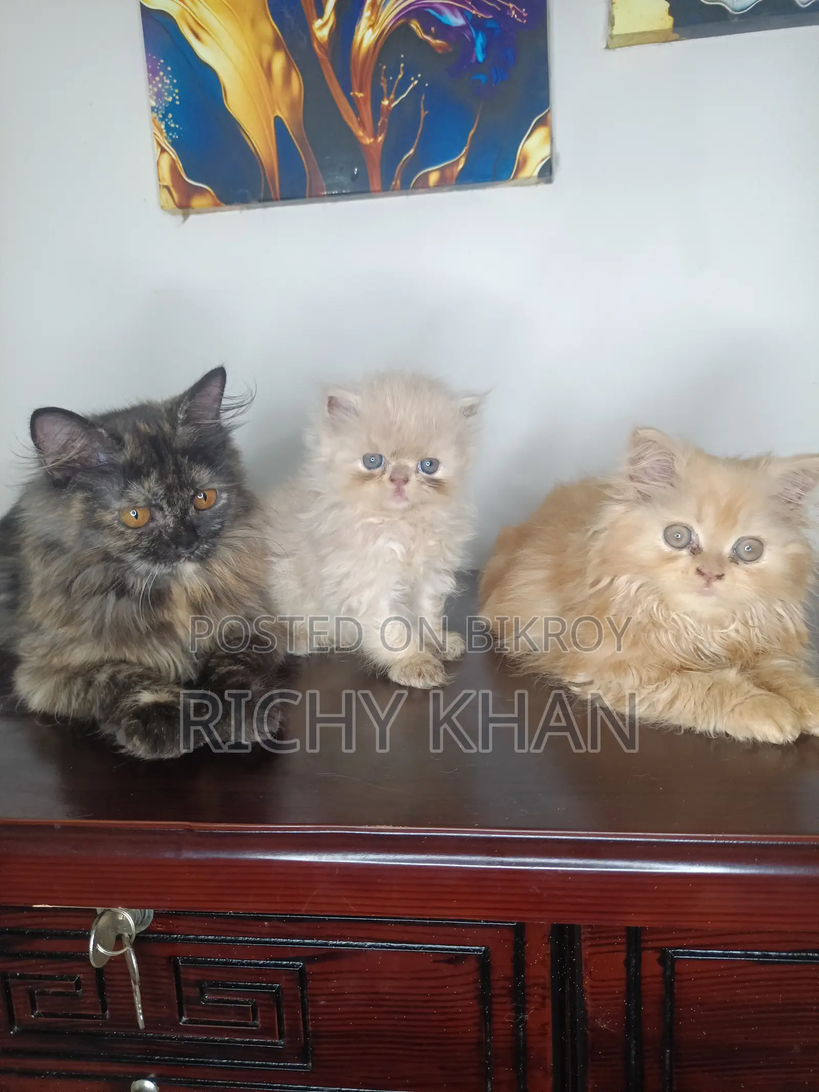 1-3 months Female Purebred Persian
