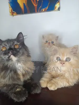 1-3 months Female Purebred Persian