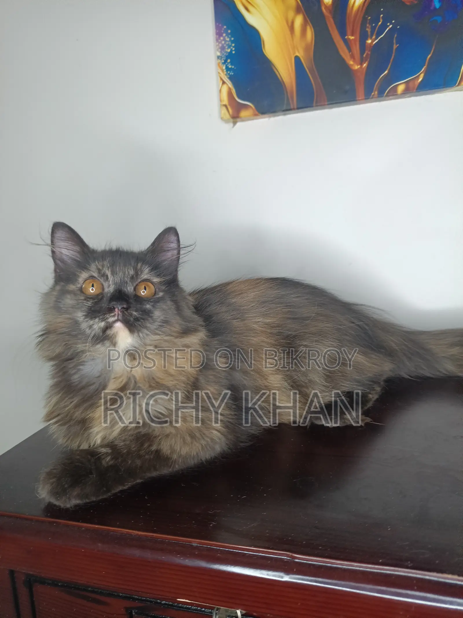 1-3 months Female Purebred Persian