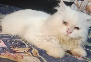 3-6 months Male Purebred Persian
