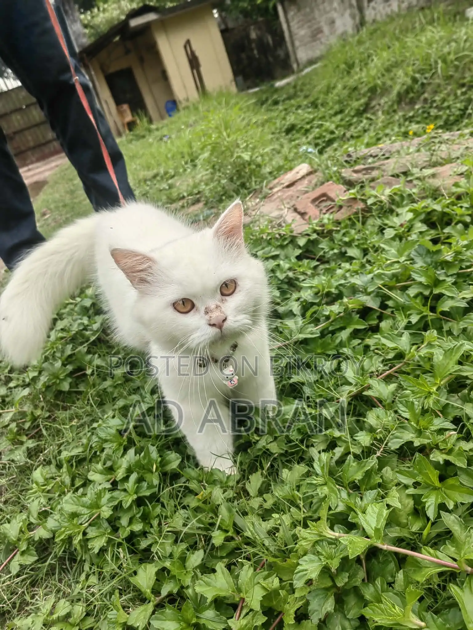 ৬-১২ মাসের নর মিশ্র জাতের পার্সিয়ান