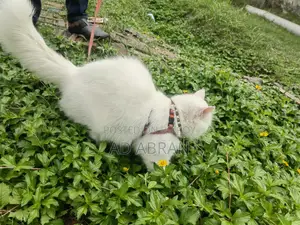 ৬-১২ মাসের নর মিশ্র জাতের পার্সিয়ান