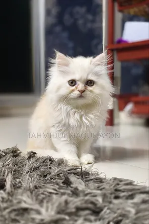 1-3 months Male Purebred Persian