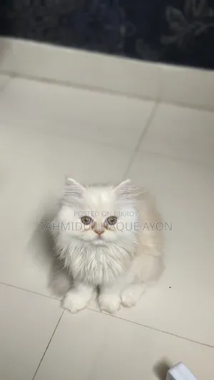 1-3 months Male Purebred Persian