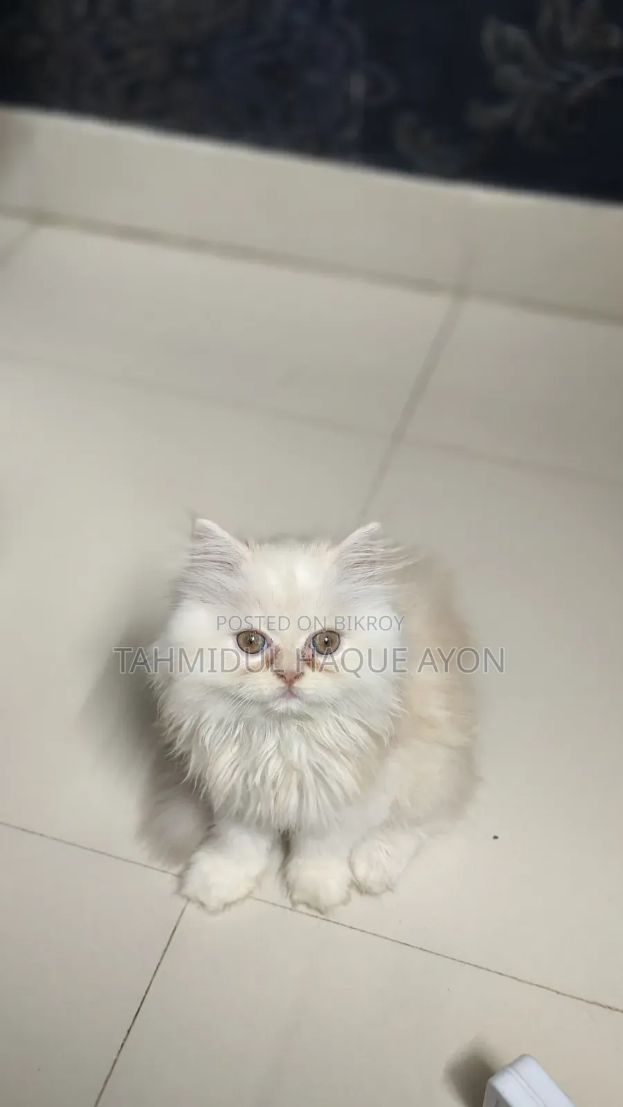 1-3 months Male Purebred Persian