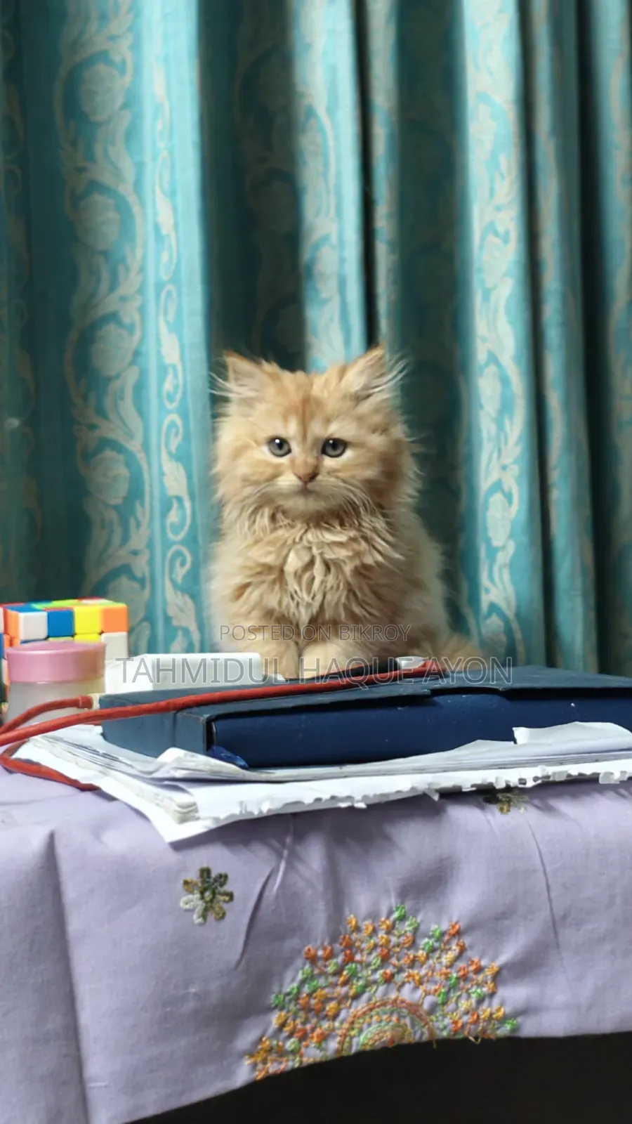 1-3 months Male Purebred Persian