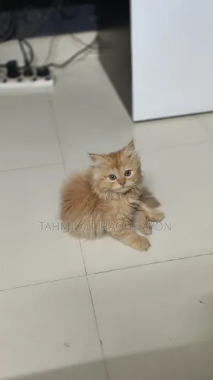 1-3 months Male Purebred Persian