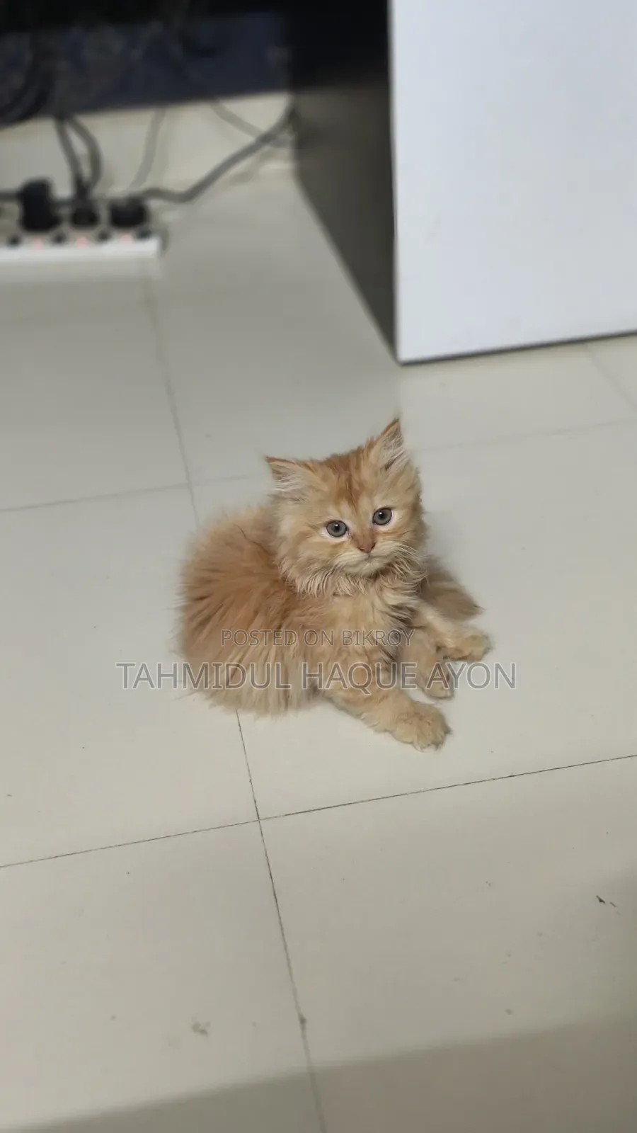 1-3 months Male Purebred Persian