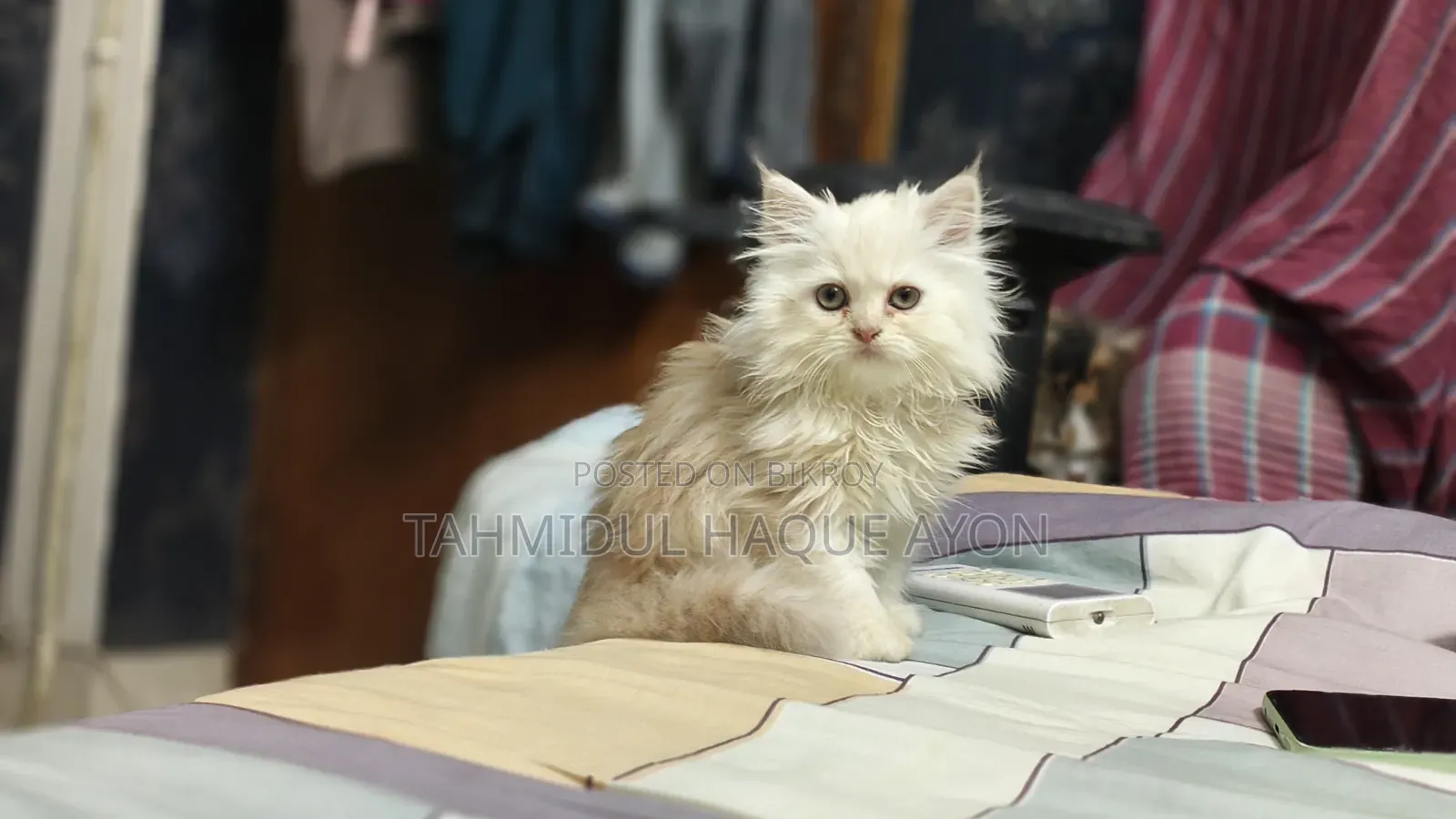 1-3 months Male Purebred Persian