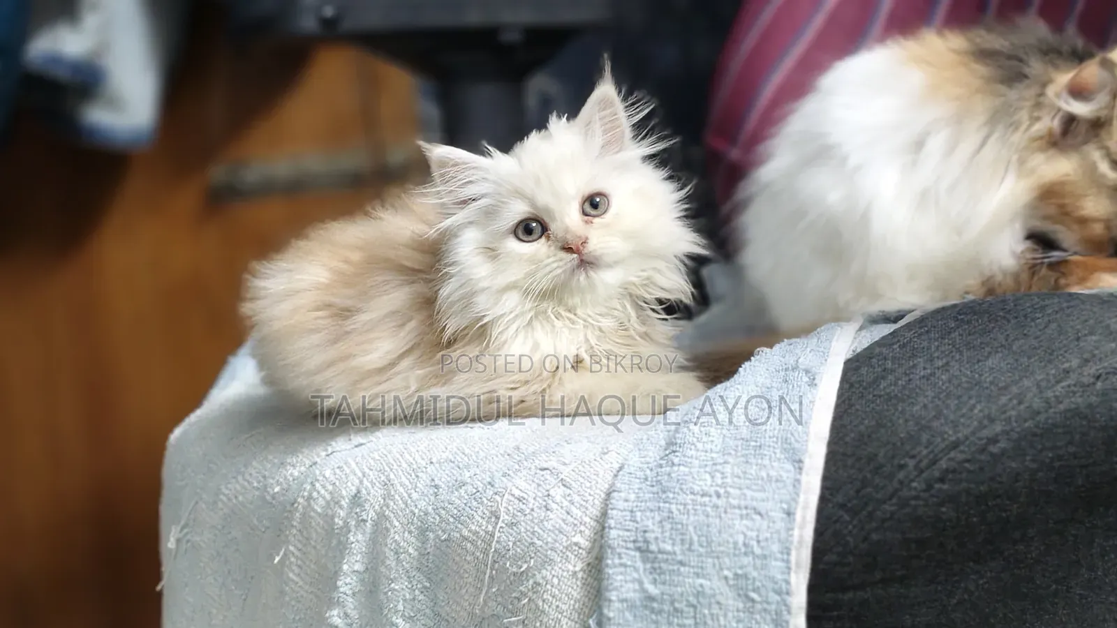 1-3 months Male Purebred Persian