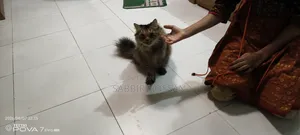 6-12 Months Female Purebred Persian Cat